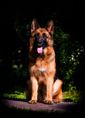dog breed german shepherd sitting in the park