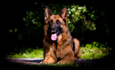 dog breed german shepherd lies in the park