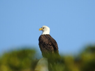 Bald Eagle in Florida