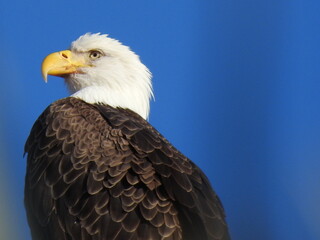Bald Eagle in Florida