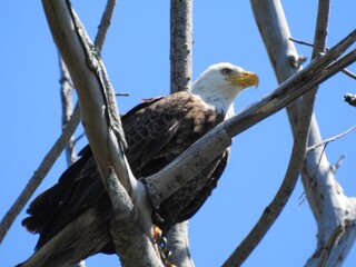 Bald Eagle in Florida