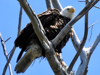 Bald Eagle in Florida