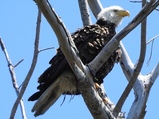 Bald Eagle in Florida