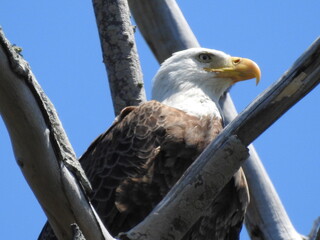 Bald Eagle in Florida