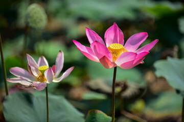 pink lotus flower