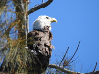 Bald Eagle in Florida