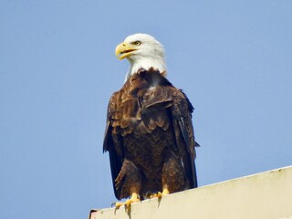 Bald Eagle in Florida