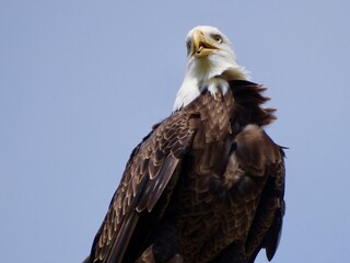 Bald Eagle in Florida