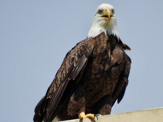 Bald Eagle in Florida