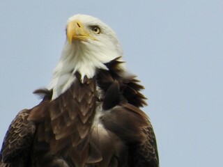 Bald Eagle in Florida