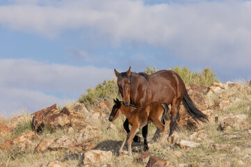 Fototapeta premium Wild Horse Mare and Foal in the Utah Desert