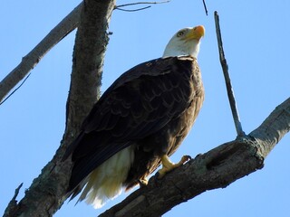 Bald Eagle in Florida