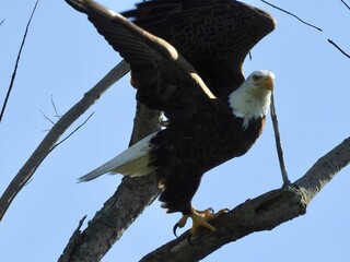 Bald Eagle in Florida
