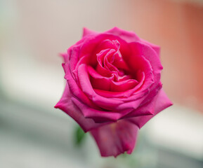 pink rose closeup beautiful romantic bouquet love 