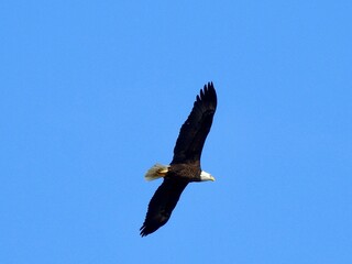 Bald Eagle in Florida