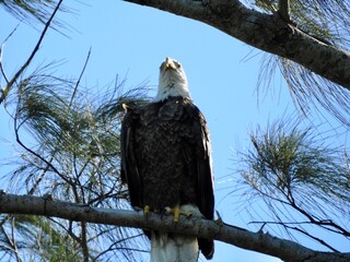 Bald Eagle in Florida