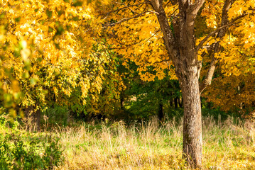 Autumn landscape. Golden foliage on trees