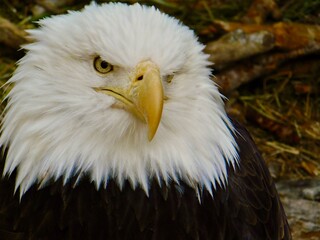 Bald Eagle in Florida