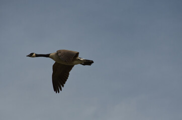 Canada Goose Flying in the Sky