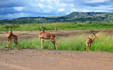 Impala, Hluhluwe-Imfolozi game reserve, KwaZulu-Natal, South Africa