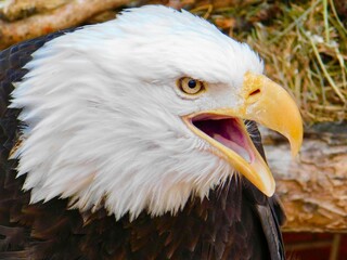 Bald Eagle in Florida