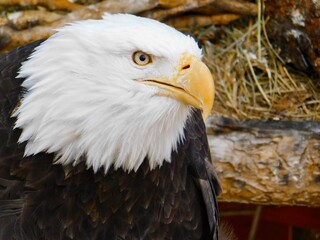 Bald Eagle in Florida