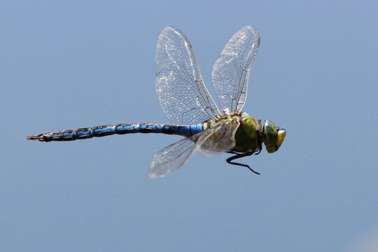 anax empereur libellule en vol