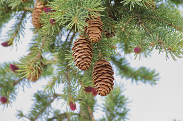 Christmas Tree branches with Cones