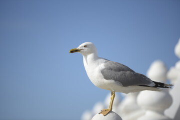 Close-up of a gull species Larus Michahellis perched on a white rail against the background of the blue sky.