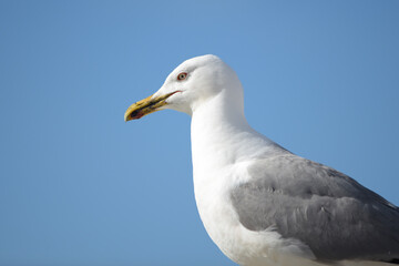 Head shot of a gull species Larus Michahellis with the blue sky background behind.