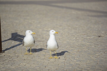 Two gulls of the species Larus Michahellis walk on the ground in search of food.