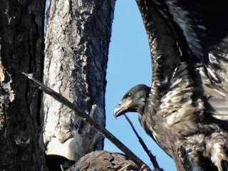 Bald Eagle in Florida