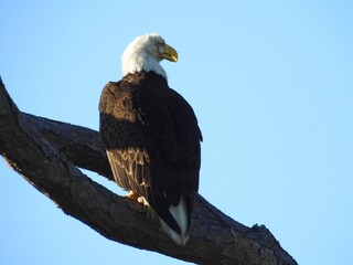 Bald Eagle in Florida