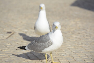 Two gulls of the species Larus Michahellis walk on the ground and look at the camera.