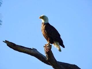 Bald Eagle in Florida