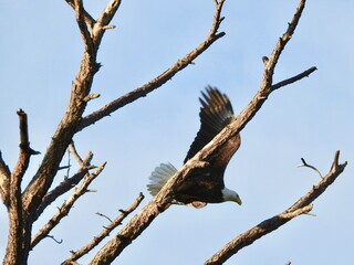 Bald Eagle in Florida