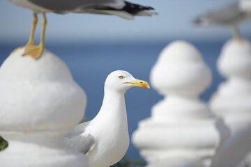 Young specimen of Larus Michahellis framed by other out of focus specimens.