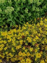 yellow and green blooming sedum flowers . floral wallpaper background