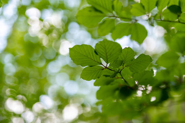 Fototapeta na wymiar Green leaves in the forest 