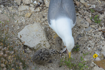 Mother of two gull hatchlings vomits a squid to feed her young.