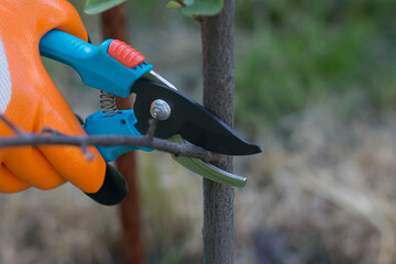 pruning a tree with scissors