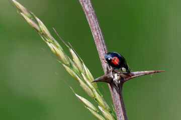 coccinelle asiatique sur une ronce