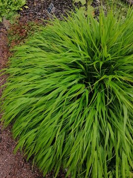 Japanese forest grass with a sign with the name "Hakonehloa makra BeniKaze". Floral Wallpaper