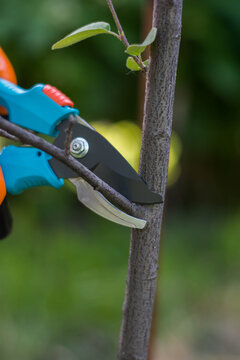 Red Headed Woodpecker