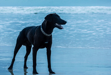 black dog on the beach
