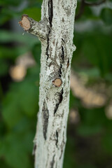 bark of a tree