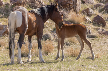 Fototapeta na wymiar Wild Horse Stallion Checks Out a Young Foal in Utah