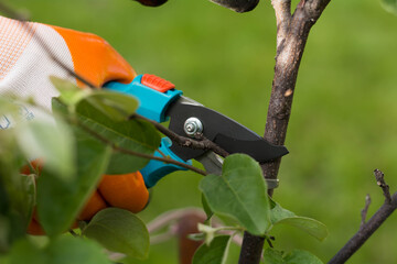 pruning tree with scissors