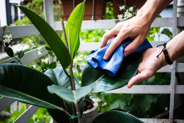 Hands cleaning the dust on the plant leaves (Ficus Elastica) - Plant care techniques for indoor...