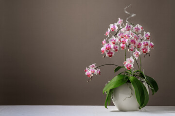 Blooming lush white pink red orchid phalaenopsis in ceramic pot on a white tablecloth against a...